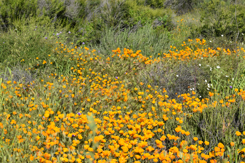 Elsinore-Walker Canyon / Poppy Fields