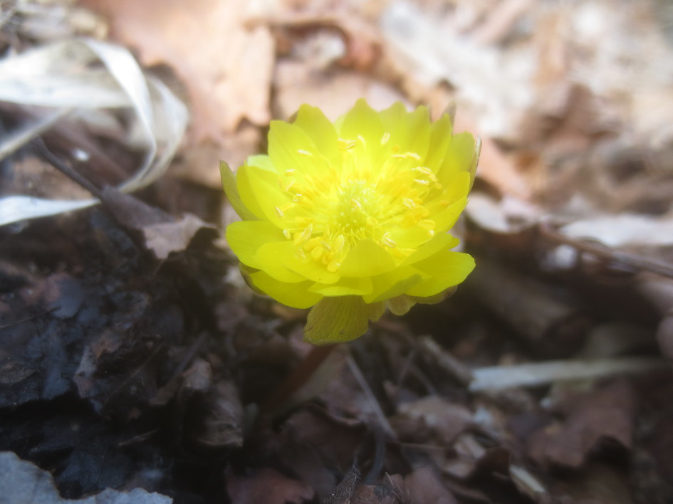 말굽버섯 산행기