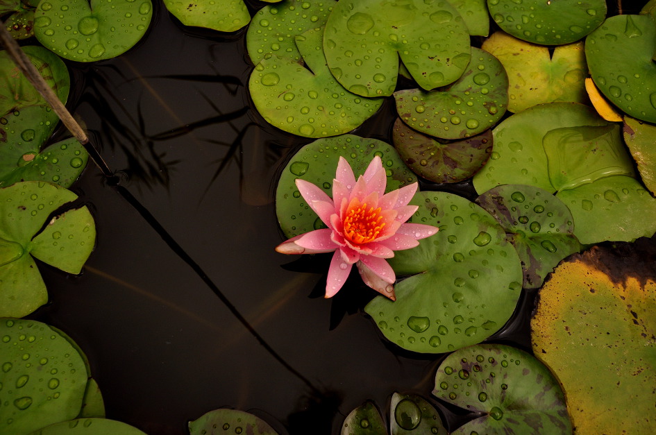 가을비를 먹고 피는 상사화 
