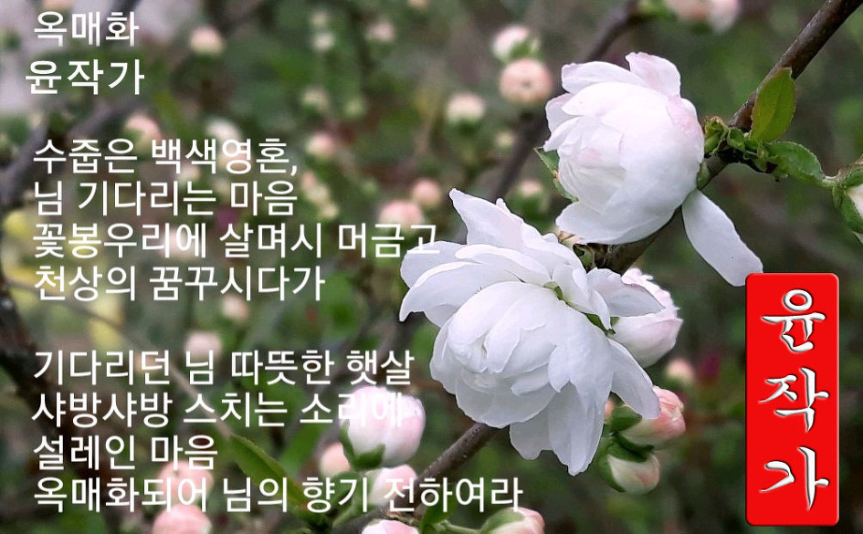 五月의,꽃,옥매화~~