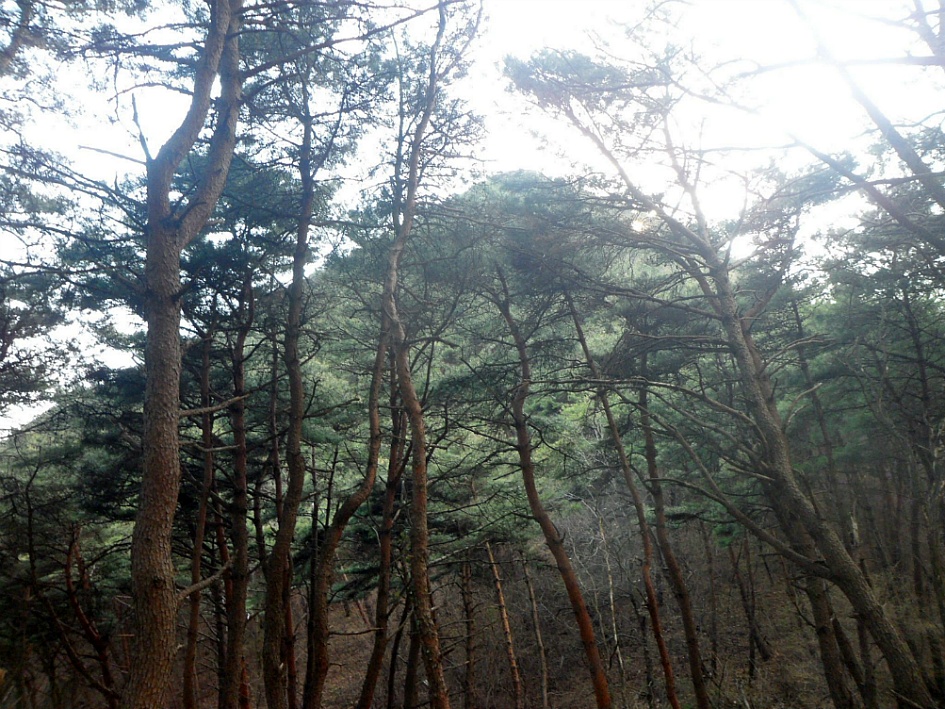 창녕 영취산 2019-03-31