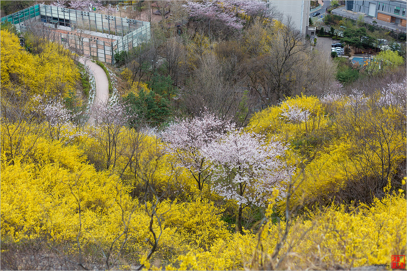 2019.04.09 인왕산 개나리길을 걷다