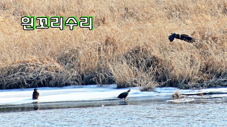 흰꼬리수리 (천연기념물 제243-4호, White-tailed Eagle)유조