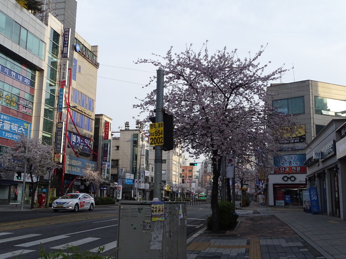 누렁이랑 산책 하면서 벚꽃도 사진 찍어봤어요 