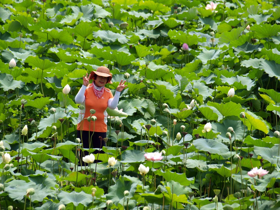 철마 연꽃공원 다녀오다