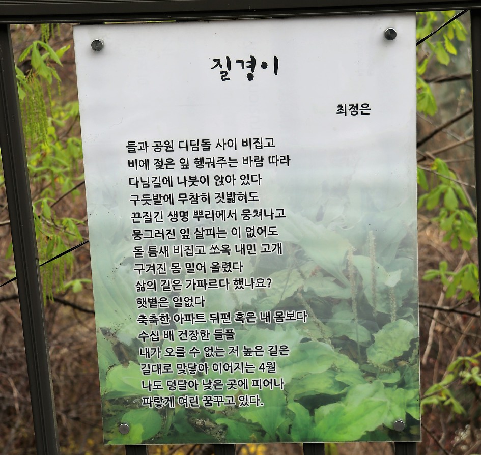 질경이      (최정은) 