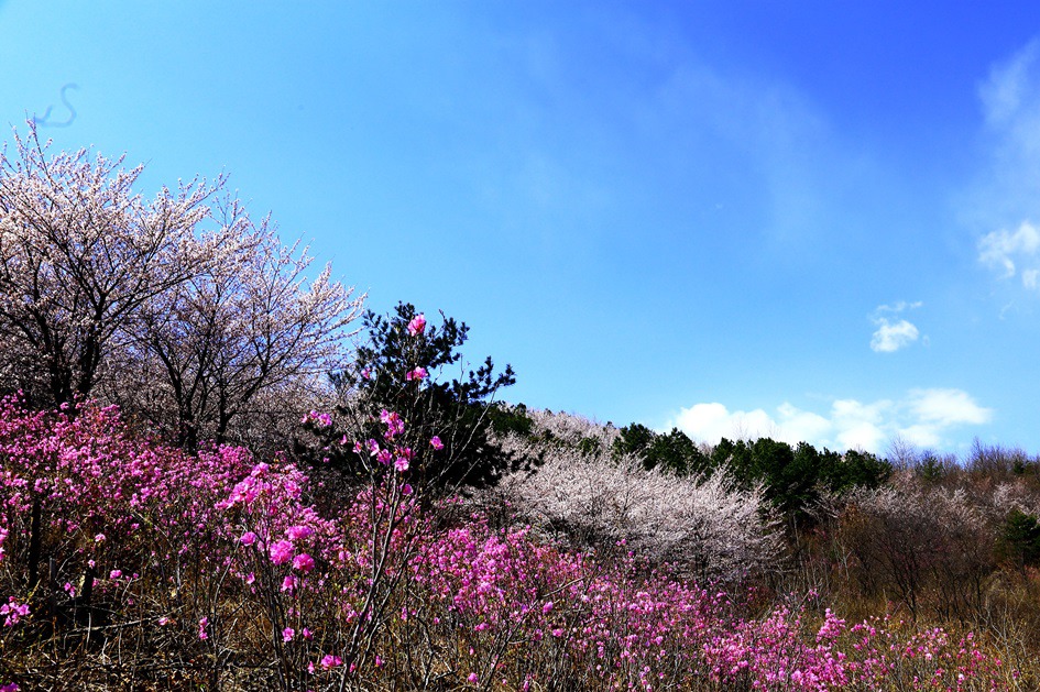 대구 와룡산 진달래