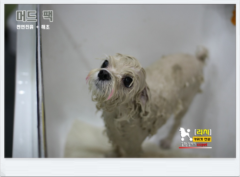 가위컷뿐이 아니고 머드팩까지! 대전 [애견미용]