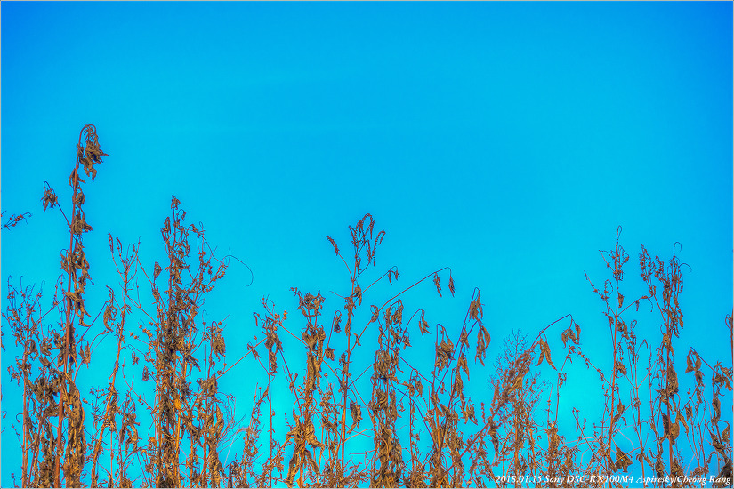 [창릉천변에 살고 있는 겨울 식생들....2018.01.15.]