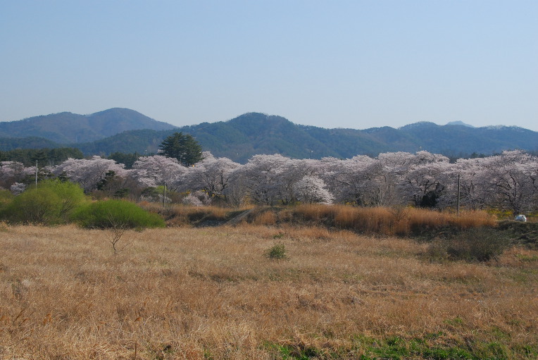 벚꽃 (모악산)
