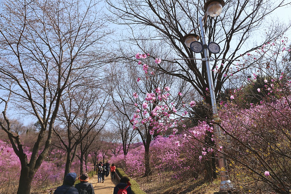 2019년 원미산 진달래 