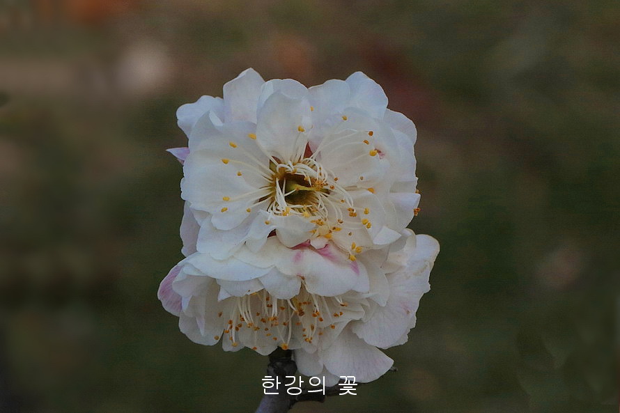 만첩백매화