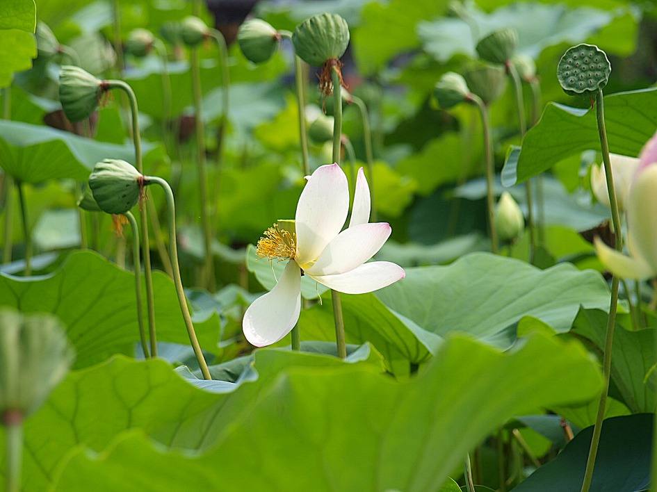 철마 연꽃공원 다녀오다